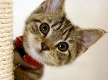 4th Annual Maddie's Shelter Medicine Conference